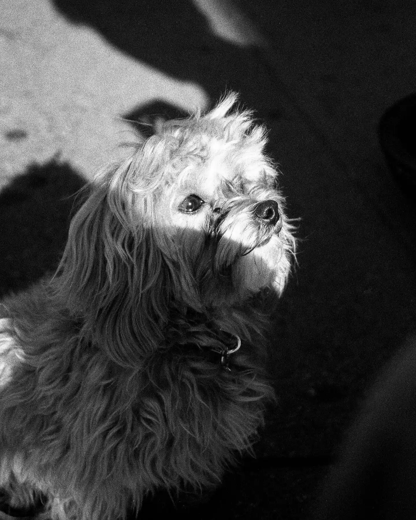 A black and white image of a small, shaggy dog looking up with sunlight casting a shadow on part of its face, taken on film.